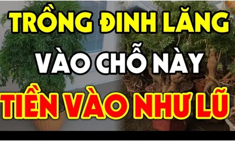 Cây Đinh Lăng trấn giữ của cải đừng trồng linh tinh: Trồng vị trí này tiền vào như nước lũ, đó là chỗ nào?