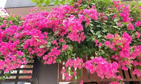 Hoa giấy mê nhất loại nước này, cứ 10 ngày tưới 1 lần là hoa nở rực rỡ, phủ kín cành cây