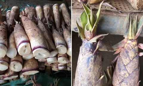 Mẹo phân biệt măng đắng và măng ngọt: Nhìn đúng điểm này là biết, không bao giờ mua nhầm