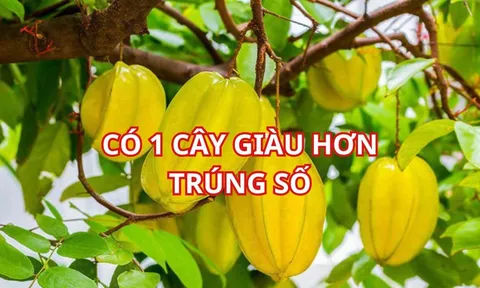 Người xưa nói trồng cây khế nhỏ thôi cũng đủ giàu có, gia đình khỏe mạnh nhất là người tuổi này hãy trồng ngay