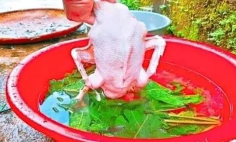 Vò nắm lá này, vặt lông vịt nhanh như chảo chớp, không dính 1 cọng lông măng