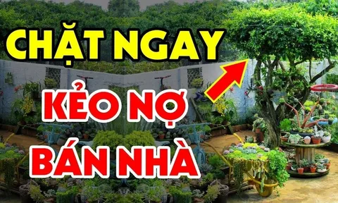 5 loại cây trồng trong dương trạch, con cháu 3 đời khốn khó lao đao, là những cây gì?