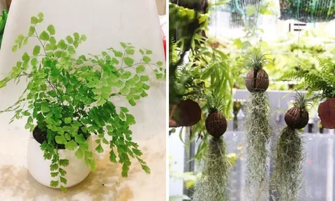 6 cây cảnh hút mùi cực tốt, dễ sống: Đặt 1 chậu trong phòng tắm lọc sạch không khí, lúc nào cũng thơm tho