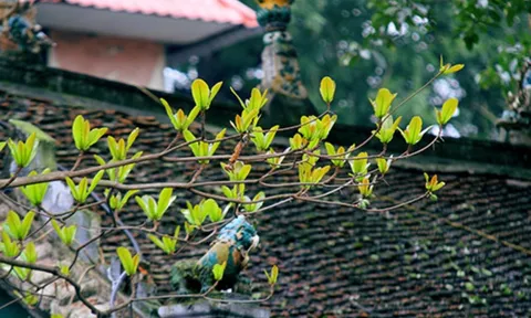 7 điều dấu hiệu chứng tỏ ngôi nhà của bạn đang có nhiều phúc, càng ở càng có lộc, đừng dại bán đi