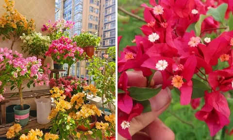 Hoa giấy có 4 nỗi sợ lớn nhất, ai biết mà tránh hoa nở rực rỡ quanh năm