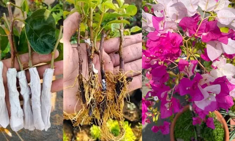 Mẹo giâm cành hoa giấy không cần đất, chỉ 1 tuần là rễ mọc tua tủa