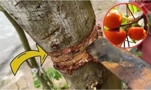 Nghèo mấy cũng đừng chặt bỏ 3 loại cây này: Cây càng xanh tươi người càng hưng thịnh, giàu có 3 đời