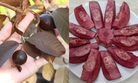 Loại quả một thời bị lãng quên, nay gây sốt với giá 50.000 đồng/kg: Hương vị độc đáo khiến người thành phố mê mẩn