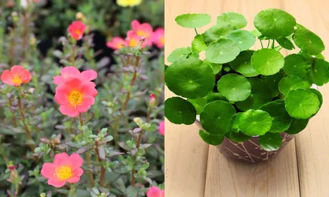8 loại hoa đẹp 'mê hồn' nhưng nên trồng trong chậu: Cảnh báo khi trồng xuống đất