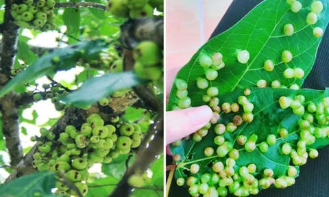 Lá sung có nốt sần có ăn được không?