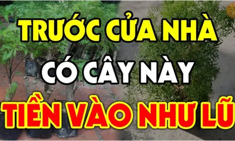 Nghèo cũng đừng bao giờ chặt bỏ 3 cây này: Đệ tử Thần Tài, cây càng xanh tươi, người càng giàu có