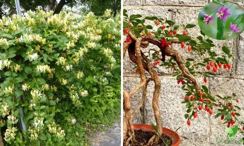 Trồng 3 cây cảnh "vàng" này trong nhà "Hoa càng phát đạt, nhà càng thịnh vượng": Nhà to hay nhỏ cũng nên trồng