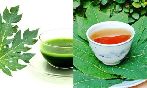 Uống nước lá đu đủ mỗi ngày: Lợi ích tuyệt vời và những điều cần lưu ý