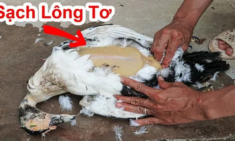 Vò nắm lá mọc đầy trong vườn vào vặt lông vịt: Sạch hết cả lông măng, tốn ít thời gian, không biết quá phí