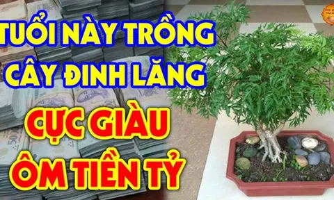 Cây đinh lăng có linh khí, xua đuổi tà khí: Người có mệnh này trồng cực hợp như "nam châm hút tiền"