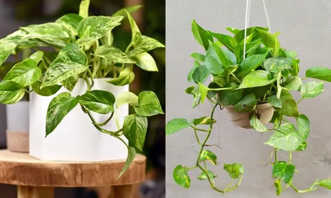 Cây trầu bà hợp với người tuổi nào nhất? Trồng một chậu để gánh lộc về nhà