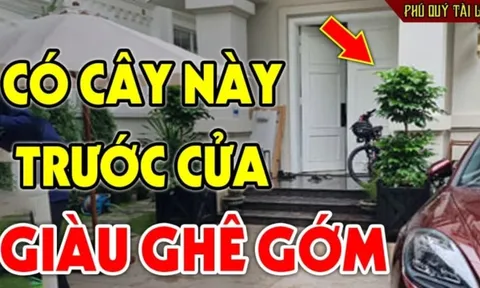 4 loại cây trồng trước cửa hứng lộc, 3 cây trồng sau nhà trấn giữ Tiền - Tài, là cây gì?