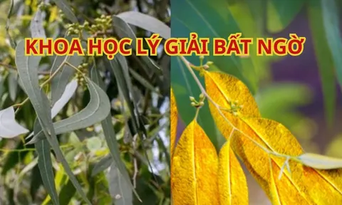 Ngỡ ngàng loài cây chứa vàng trong lá, ở Việt Nam rất nhiều cây này, trồng cây cô đặc lá ra vàng?