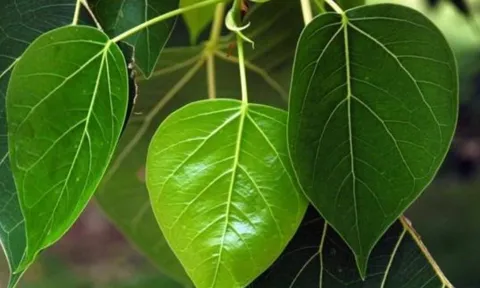 Tổ Tiên nói chẳng sai: '3 cây trồng trước nhà dễ ốm đau, khó giàu, trồng sau nhà trấn giữ của cải'