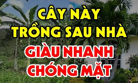 3 cây trồng trước cửa "chặn đường" thần Tài, trồng sau nhà trấn giữ của cải