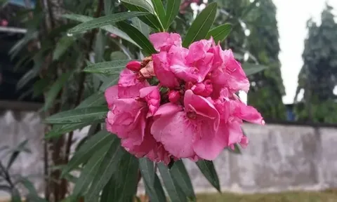 3 loại hoa dù đẹp lộng lẫy, mùi hương nàn, nhưng khi trồng phải hết sức cẩn thận kẻo mang tai họa
