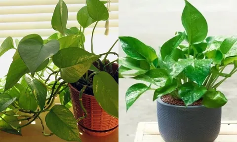4 bí quyết vàng chăm cây trầu bà mùa xuân: Lá xanh bóng như bôi mỡ, dài đến 3m