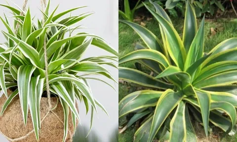 4 loại cây cảnh vừa đẹp như mạ vàng, vừa thu hút tài lộc, may mắn cho gia đình