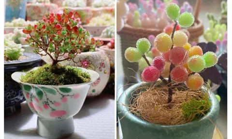 Dở khóc dở cười, để chậu cây cảnh ở bàn làm việc bị đồng nghiệp ăn hết, vì quá đẹp, quá ngon