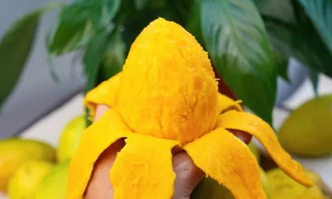 Loại quả một thời bị lãng quên, nay trở thành đặc sản đắt hàng, giá 50.000 đồng/kg khiến dân sành ăn săn lùng