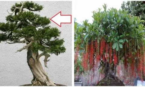 Tổ Tiên căn dặn: 'Nghèo đến mấy cũng đừng chặt hay bán 3 cây này', càng để lâu càng tích lộc