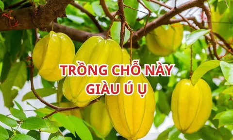 Vị trí tốt nhất trồng cây khế thu vàng hút bạc, người tuổi này rất hợp trồng cây khế, cây nhỏ cũng giàu có