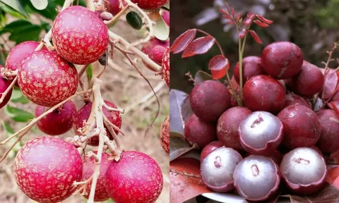 Loài quả xưa ‘vô danh’, nay thành đặc sản đắt khách ở thành phố: Hương vị lạ, tốt cho sức khỏe