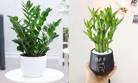5 cây cảnh nghe tên đã thấy “mùi giàu sang”, đặt trên bàn thờ để tài lộc tăng phi mã, làm 1 hưởng 10