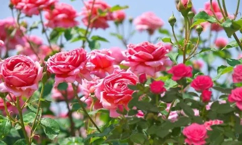 Trồng cây hoa hồng cứ tưới thứ này, cây khỏe lên nhiều mầm, ra nhiều hoa sum suê rực rỡ, hoa lâu tàn