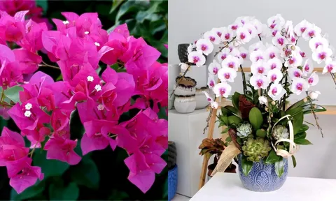 Top 6 loại hoa vừa đẹp vừa khoẻ, ai trồng cũng có thể thành công