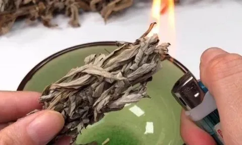 Vò nắm lá này đặt trong phòng, cả đêm không có con muỗi nào, cứ yên tâm mà ngủ