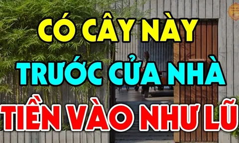 Loại cây 'trấn trạch' - hút Tiền Tài, gia chủ trồng 1 cây trước cửa Lộc Lá đổ về