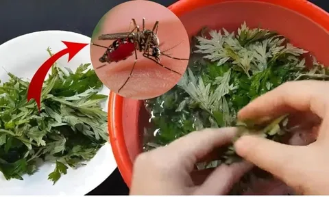 Vò nắm lá này đem vào phòng, muỗi rủ nhau bay đi hết, yên tâm mà ngủ