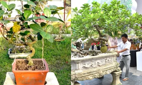 Cây ăn quả quen thuộc biến thành bonsai độc đáo: Vừa là biểu tượng may mắn, vừa có giá trị tới 800 triệu đồng