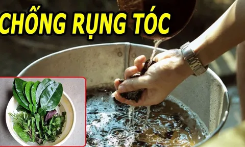 Đun nắm lá này rồi thả vào chậu nước gội đầu, tóc con mọc tua tủa, sạch hết cả gàu