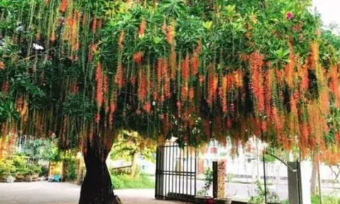 Tổ Tiên căn dặn: '5 loại cây 'trấn trạch' mang lại giàu sang, phú quý', đó là 5 loại cây nào?