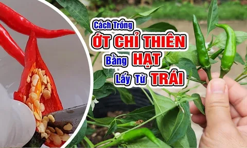 Trồng ớt chỉ tưới nước lã: Cây còi cọc vàng hoe, dùng thứ nước này quả sai trĩu cành