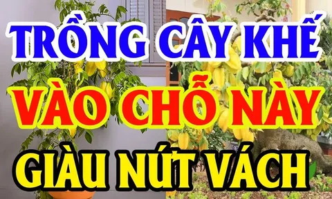 Vị trí tốt nhất để trồng khế trong nhà: Chỉ 1 cây thôi cũng Hút Lộc, nhà giàu nào cũng có 1 cây