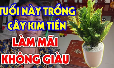 Cây Kim Tiền cây phong thủy Quốc Dân ai trồng cũng được: Nhưng người tuổi này đại kỵ, chỉ 1 cây cũng đủ "sầu"