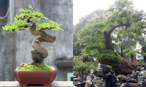 Cây ăn quả bonsai độc lạ: Vừa đẹp, vừa sang, vừa mang tài lộc vào nhà - Có cây giá hơn 10 tỷ đồng