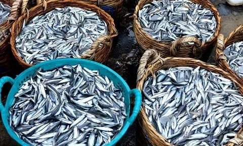 Đi chợ nhìn thấy 5 loại cá này mua ngay đừng tiếc: Bổ ngang nhân sâm tổ yến, giá rẻ như cho