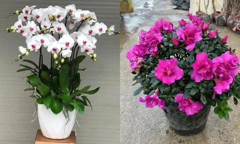 4 loại hoa cây cảnh người giàu thường trồng trong nhà, vừa tô điểm không gian sống vừa mang ý nghĩa tốt lành