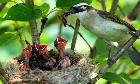 Tổ chim thường hướng lên trời khi mưa bão thì sao? Hoá ra chim thật thông minh