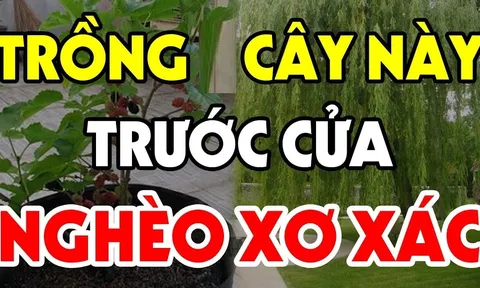 3 cây âm mọc lên trước cửa, tiền nhiều cũng mất sạch, 'cây âm' là cây gì?