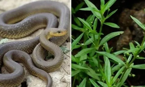 3 loại cây trồng khiến rắn mê mệt, gia chủ muốn bình an thì nên sớm dẹp bỏ